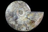 Agatized Ammonite Fossil (Half) - Madagascar #83871-1